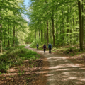 Bedste vandreruter i Danmark - Guide til naturskønne stier