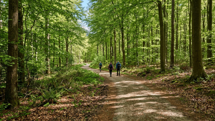 Bedste vandreruter i Danmark - Guide til naturskønne stier