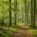 Naturskove i Danmark - Skjulte perler værd at besøge